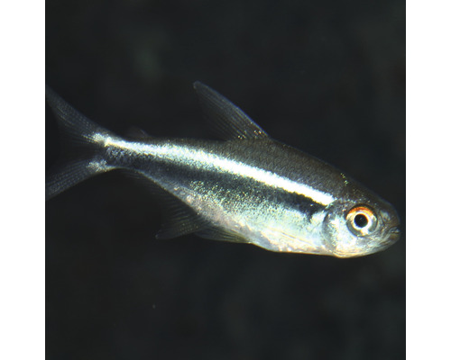 Neonka obecná ryba pro akvária