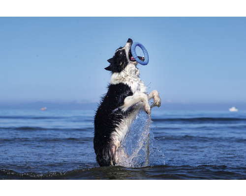 Pes skáče ve vodě a chytá hračku.