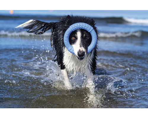 Pes aportuje kruh ve vodě.