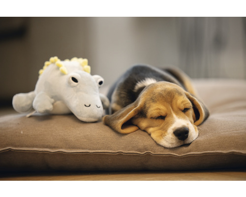 Spící štěně Beagle s plyšovou hračkou na psím polštáři
