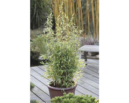 Bambusová rostlina v květináči na dřevěné terase