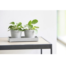 Dvě rostliny Pilea pépéromioides v šedých květináčích s podšálkem na stole.