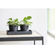 Dvě rostliny Pilea pěstované v šedých květináčích od společnosti Ecopots na obdélníkové podložce na stole.