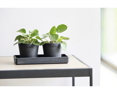 Dvě rostliny Pilea pěstované v šedých květináčích od společnosti Ecopots na obdélníkové podložce na stole.