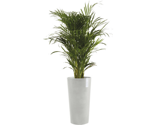 Pokojová rostlina Areca palma v květináči