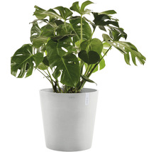 Pokojová rostlina Monstera v květináči