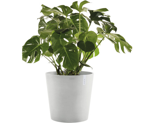 Pokojová rostlina Monstera v květináči