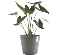 Pokojová rostlina Alocasia zebrina v květináči