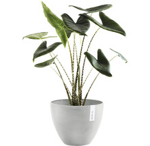 Pokojová rostlina Alocasia Zebrina v květináči
