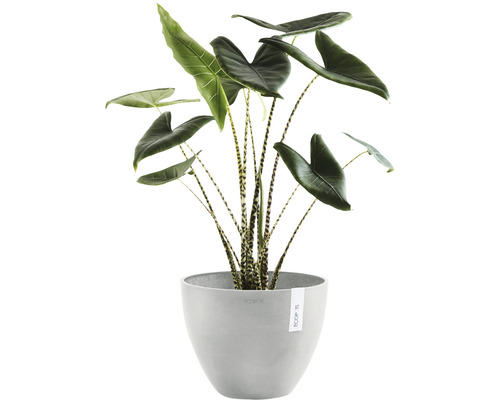Pokojová rostlina Alocasia Zebrina v květináči
