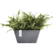 Keř Nephrolepis v květináči
