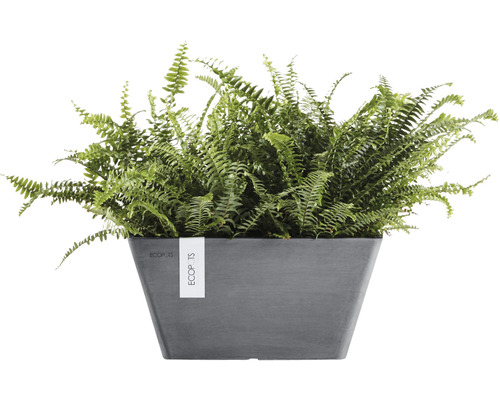 Keř Nephrolepis v květináči