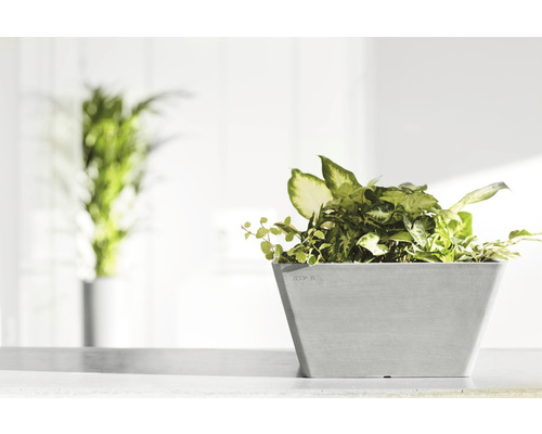 Čtvercový květináč se zelenými rostlinami na světlém povrchu