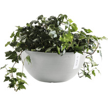 Závěsný květináč Ecopots s břečťanem