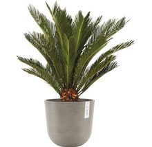 Cycas v květináči