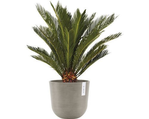 Cycas v květináči