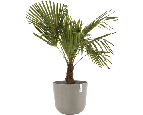 Konopná palma v květináči