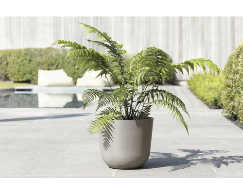 Kapradina v květináči na zahradě