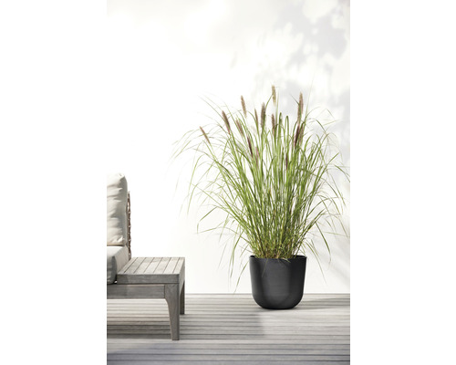Okrasná tráva v černé květináč na terase vedle sedacího nábytku