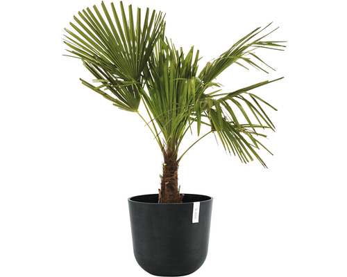 Konopná palma v květináči