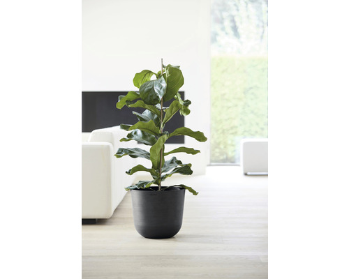 Fíkovník v květináči ve světlé místnosti.