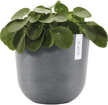 Pilea peperomioides v květináči