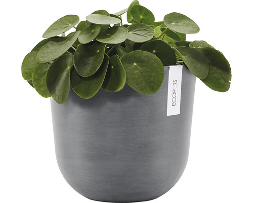 Pilea peperomioides v květináči