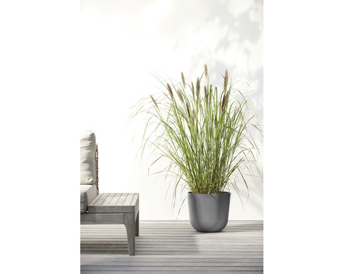Okrasná tráva v květináči vedle dřevěné lavice venku.