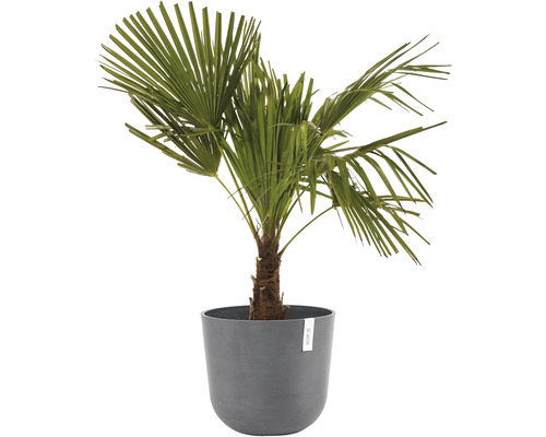 Konopná palma v květináči