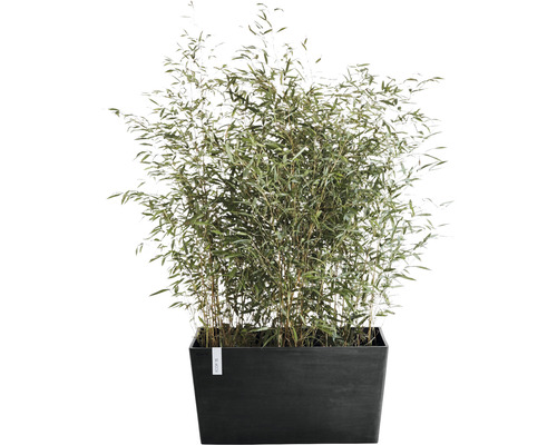 Bambus v květináči