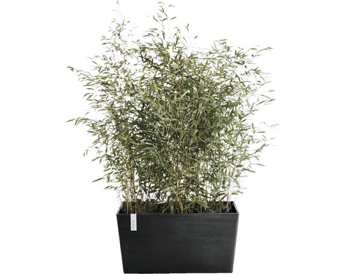 Bambusová rostlina v obdélníkovém květináči