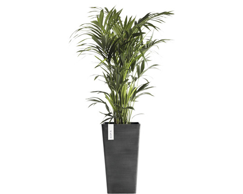 Areca palma v květináči