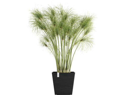 Šáchor v černém květináči