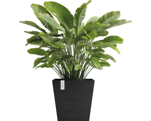 Strelicie v černém květináči