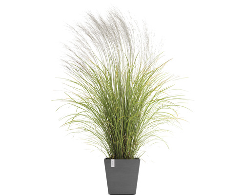 Okrasná tráva čínská v květináči pro venkovní použití