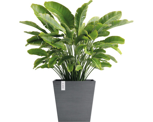 Strelicie v květináči