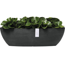 Květináč s rostlinou a logem Ecopots