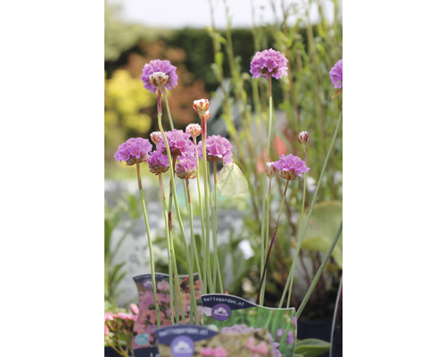 Trávnička přímořská FloraSelf Armeria maritima 'Splendens Perfecta' 5-15 cm květináč 0,5 l