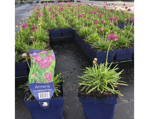 Kvetoucí trávnička ''Splendens Perfecta'' v květináčích