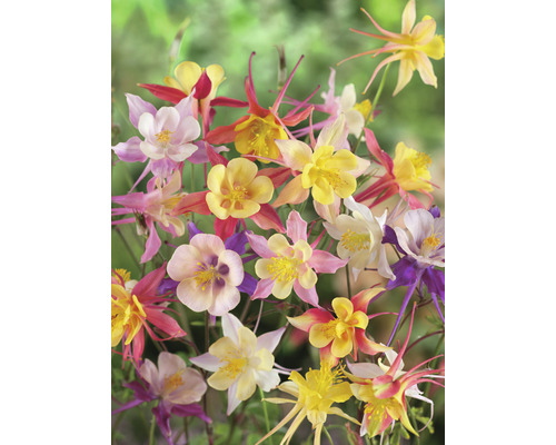 Detailní záběr květů orlíčku s jemnými okvětními lístky