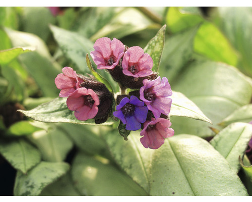 Detail plicníku lékařského s květy a listy