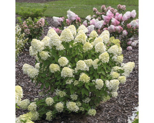 Latnatá hortenzie v zahradním záhonu se světlými květy