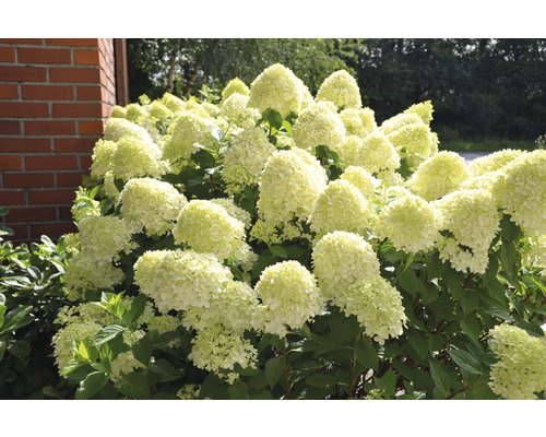 Latnatá hortenzie v zahradě