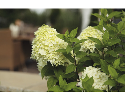 Detailní záběr květu hortenzie se zelenými listy