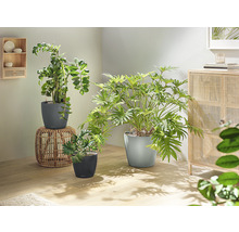 Pokoj s různými pokojovými rostlinami v květináčích