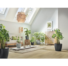 Obývací pokoj s pohovkou, stolem a různými pokojovými rostlinami v květináčích