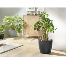 Obývací pokoj s pokojovými rostlinami v květináčích a skříňkou