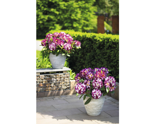 Dva květináče s rododendrony na zahradě.