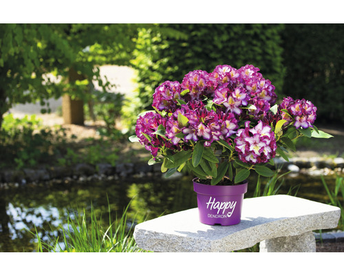 Fialovo-bílý rododendron v květináči na kamenné lavici