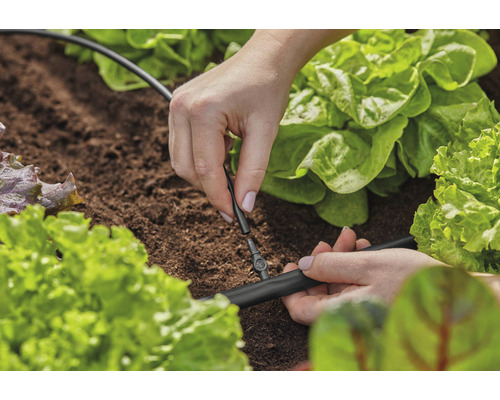 Osoba instaluje zavlažovací systém mezi saláty v zahradě.